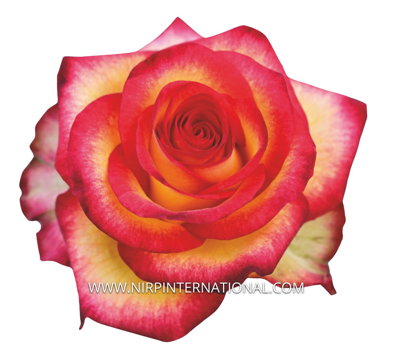 Pink Roses